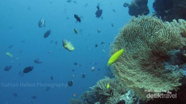 Terhipnosis Alam Bawah Laut Pulau Moyo