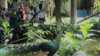 Terkesima dengan Surga Burung di Pulau Dewata