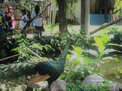 Terkesima dengan Surga Burung di Pulau Dewata