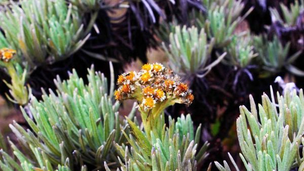 Tidur di Tengah Padang Edelweis Surya Kencana