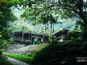 Warna-Warni dari Taman Nasional Halimun Salak