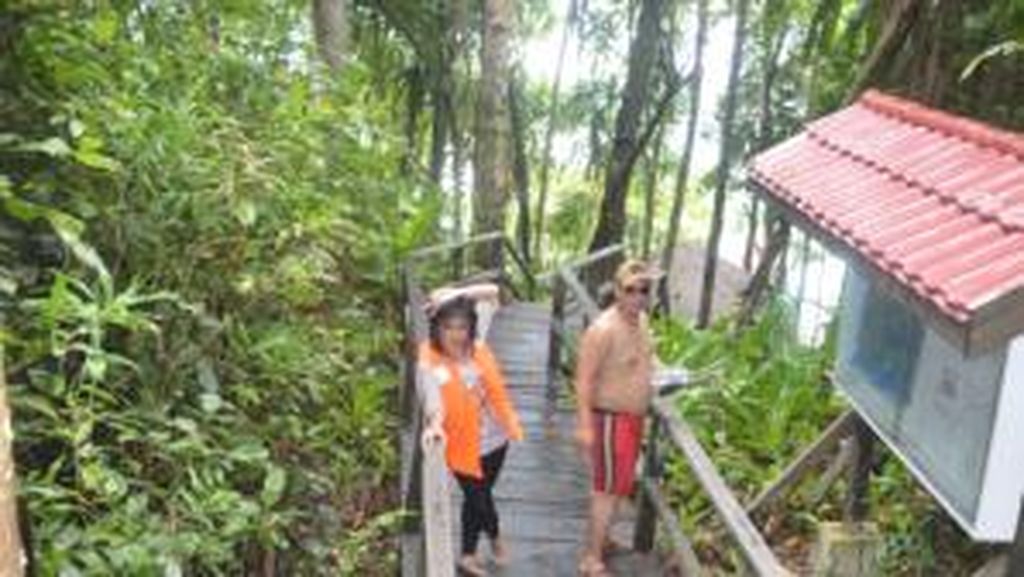 Wow! Di Kakaban Ada Danau Atol dan Ubur-ubur Wow! Di Kakaban Ada Danau Atol dan Ubur-ubur