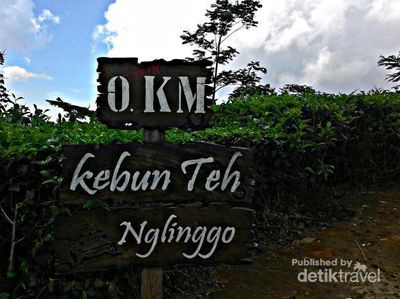 Yogyakarta Punya Pesona Kebun Teh Nglingo Kulonprogo