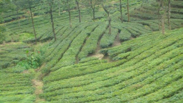 Yuk Habiskan Libur Lebaran di Cibodas, Cianjur!