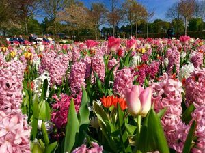 Yuk, Intip Warna-warni Bunga Keukenhof yang Ikonik
