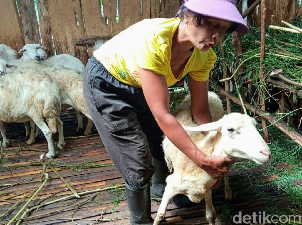 Serangan Misterius Masih Teror Kambing Warga Bondowoso Serangan Misterius Masih Teror Kambing Warga Bondowoso