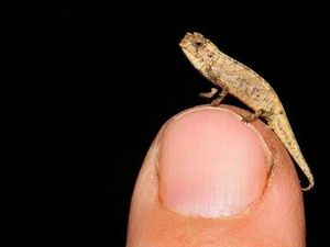 Ditemukan Reptil Terkecil di Dunia, Ukurannya 13,5 Milimeter Ditemukan Reptil Terkecil di Dunia, Ukurannya 13,5 Milimeter