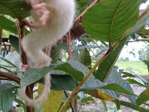 Langka, Warga Minahasa Temukan Tarsius Berambut Putih & Bermata Hitam