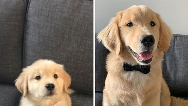 Potret Anjing Bergaya Before-After yang Bikin Gemas