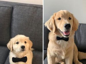 Potret Anjing Bergaya Before-After yang Bikin Gemas