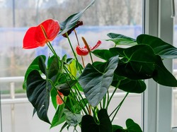 Tanaman Hias untuk Tahun Baru Imlek: Si Cantik Anthurium yang Berwarna Merah