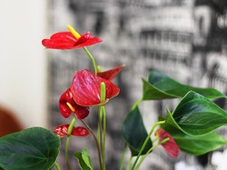 Nggak Ada Alasan Males Lagi, 5 Tanaman Ini Bisa Tumbuh Subur Tanpa Tanah