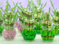 7 Manfaat Memiliki Tanaman Bambu Hoki di Rumah yang Jarang Disadari