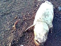 Duyung 140 Kg Ditemukan Mati Terdampar di Dumai Riau