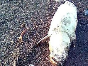 Duyung 140 Kg Ditemukan Mati Terdampar di Dumai Riau Duyung 140 Kg Ditemukan Mati Terdampar di Dumai Riau