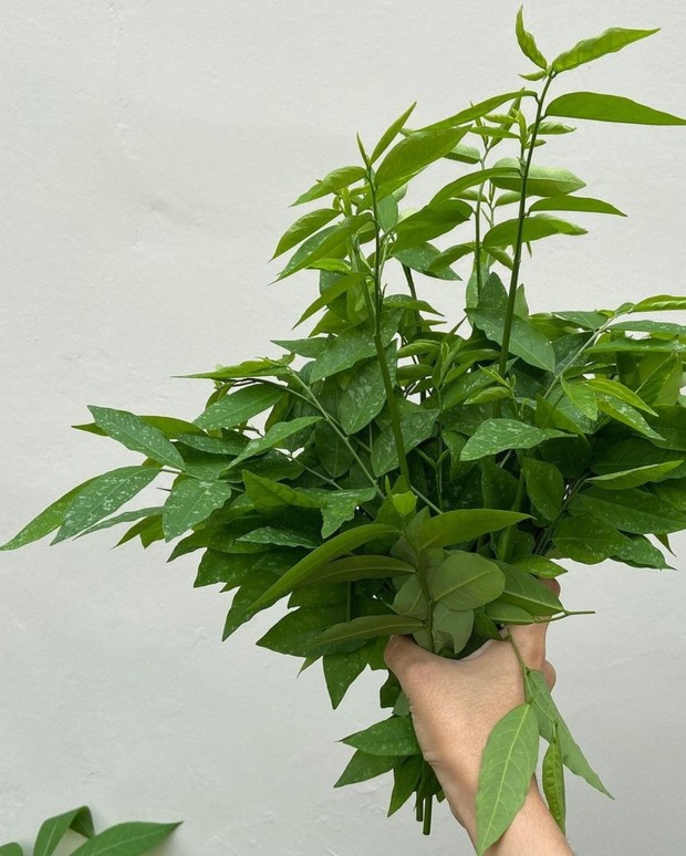 Daun Katuk/ Foto: Instagram.com/hamkinn Daun Katuk