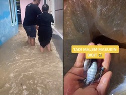 Nyesek! Ribuan Ikan Nila Siap Panen Hanyut Terbawa Banjir