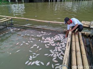 Ribuan Ikan di Tambak Telaga Ngebel Ponorogo Mati Imbas Air Tercampur Belerang