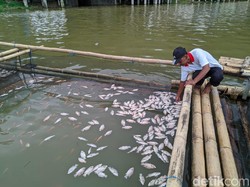 Ribuan Ikan di Tambak Telaga Ngebel Ponorogo Mati Imbas Air Tercampur Belerang