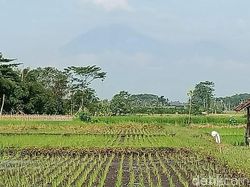 Berita dan Informasi Banjir lahar dingin semeru Terkini dan Terbaru