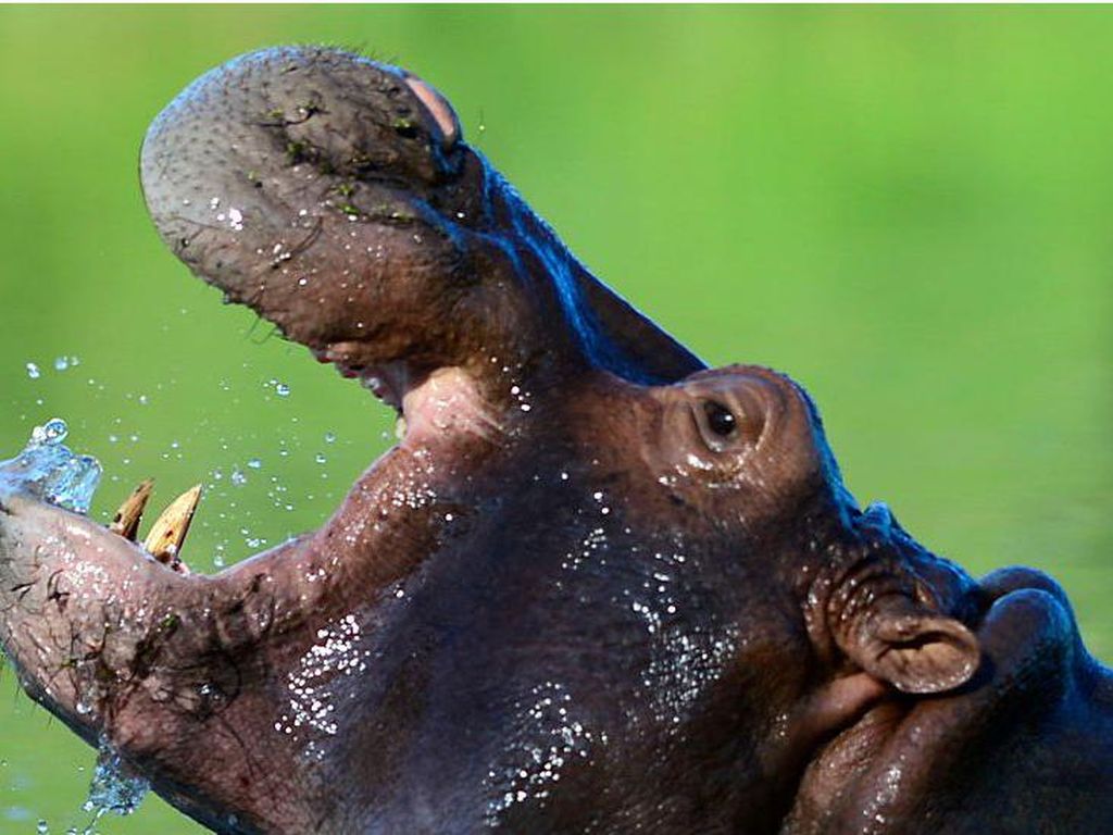 Kondisi Kuda Nil Setelah Ngunyah Botol Plastik yang Dibuang Pengunjung Safari