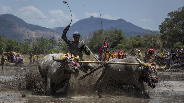 Melihat Lagi Barapan Kebo di Sumbawa