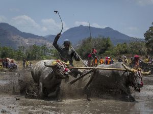 Melihat Lagi Barapan Kebo di Sumbawa Melihat Lagi Barapan Kebo di Sumbawa