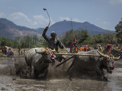 Melihat Lagi Barapan Kebo di Sumbawa