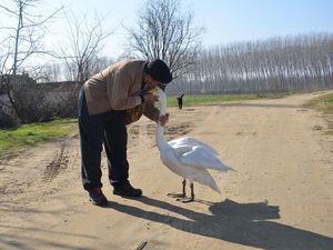 Momen Unik Pria Tua Dengan Angsa di Turki Momen Unik Pria Tua Dengan Angsa di Turki