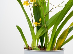 7 Tanaman Hias Dipercaya Membawa Hoki, Cocok untuk Hiasan Imlek