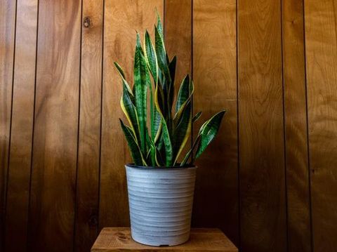 Bunga atau tanaman hias dapat jadi hadiah yang bagus buat ibu mertua.