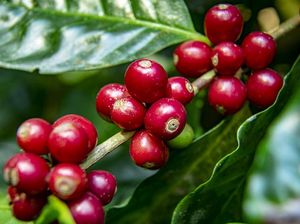 5 Manfaat Buah Kopi yang Menyehatkan, Bisa Cegah Kanker!