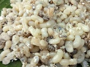 Dikira Makanan Dipenuhi Belatung, Ternyata Isinya Telur Semut