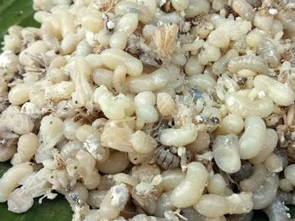 Dikira Makanan Dipenuhi Belatung, Ternyata Isinya Telur Semut Dikira Makanan Dipenuhi Belatung, Ternyata Isinya Telur Semut
