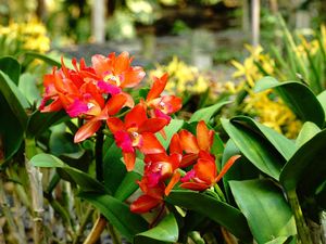 Penjualan Online Tanaman Anggrek Naik 7 Kali Lipat di Mamasa Sulbar