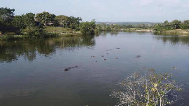 Kuda Nil Warisan Pablo Escobar Hippos float in the lake at Hacienda Napoles Park, once the private estate of drug kingpin Pablo Escobar who imported three female hippos and one male decades ago in Puerto Triunfo, Colombia, Thursday, Feb. 4, 2021. The population has increased in the last eight years from 35 to somewhere between 65 and 80. (AP Photo/Fernando Vergara)