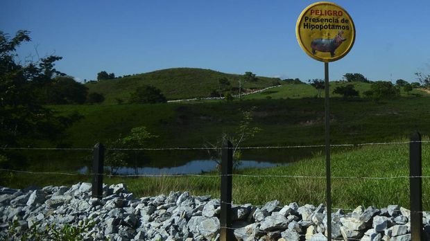 Kuda Nil Warisan Pablo Escobar A sign warns about the presence of hippos at the Hacienda Napoles theme park, once the private zoo of drug kingpin Pablo Escobar at his Napoles ranch, in Doradal, Antioquia department, Colombia on June 22, 2016. - More than twenty years after drug lord Pablo Escobar died in a gunfight with police, a strange legacy survives him: his pet hippos. Escobar bought four hippos from a zoo in California and flew them to his ranch in the early 1980s. Left to themselves on his Napoles Estate, they bred to become supposedly the biggest wild hippo herd outside Africa -- a local curiosity and a hazard. Estimates put them at about 35 in the area nowadays. (Photo by RAUL ARBOLEDA / AFP)