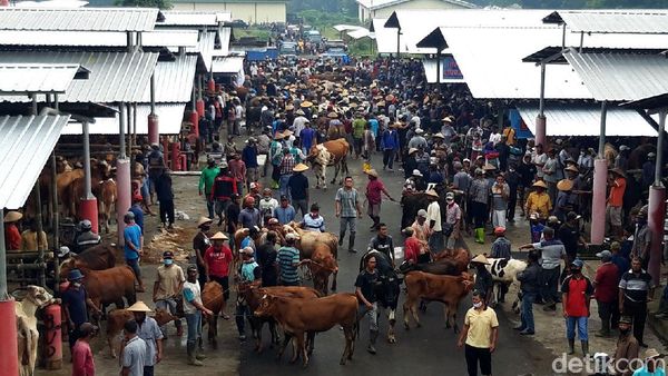 Mengintip Riuhnya Lokasi Baru Pasar Hewan Boyolali