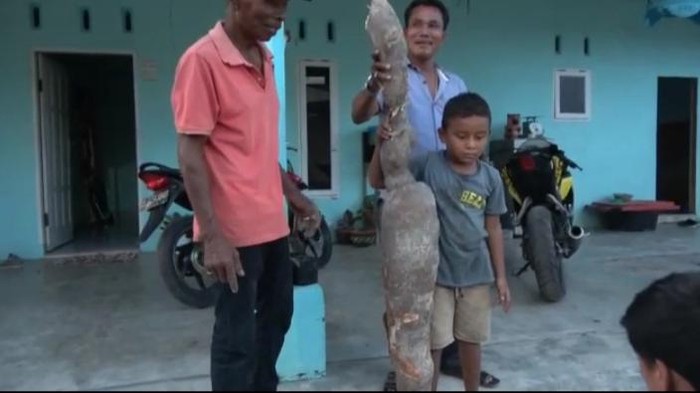 Singkong raksasa di Batu Bara, Sumut (dok. Istimewa)