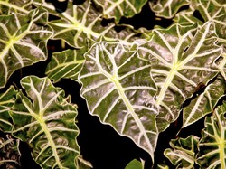 Tanaman Hias Lagi Naik Daun, Emak-emak Rela Berburu ke Kuburan