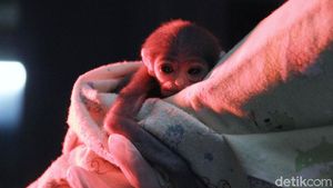 Terancam Punah, Anak Owa Jawa Ini Lahir dengan Selamat