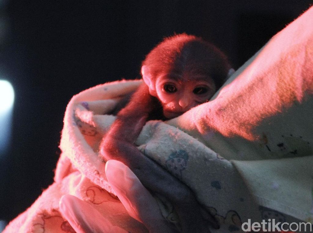 Terancam Punah, Anak Owa Jawa Ini Lahir dengan Selamat Terancam Punah, Anak Owa Jawa Ini Lahir dengan Selamat