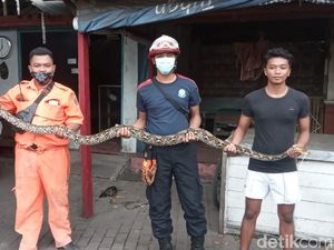 Hiii, 2 Ular Piton Teror Rumah Warga di Rembang