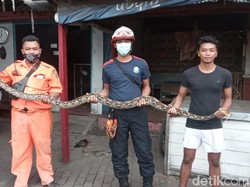 Hiii, 2 Ular Piton Teror Rumah Warga di Rembang