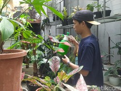 Melihat Creative Garden, Markasnya Tanaman Hias Harga Sultan di Garut