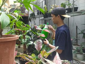 Melihat Creative Garden, Markasnya Tanaman Hias Harga Sultan di Garut Melihat Creative Garden, Markasnya Tanaman Hias Harga Sultan di Garut