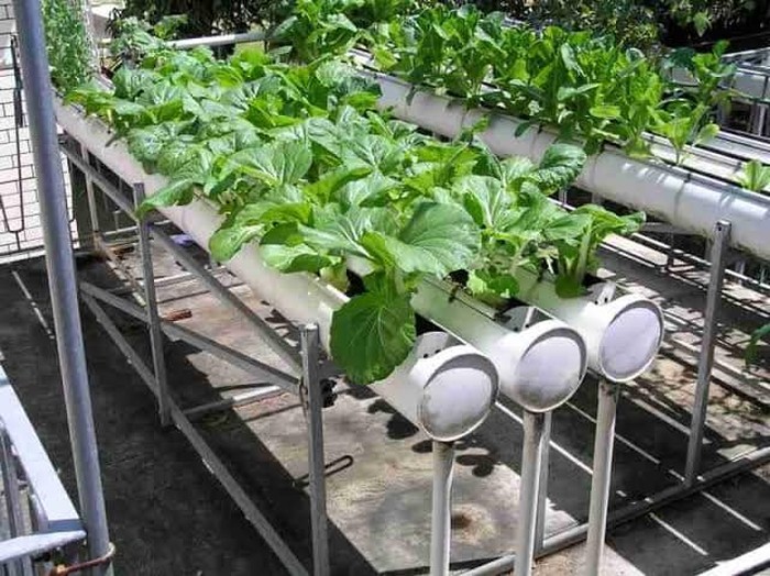 Direktur Jenderal Hortikultura Prihasto Setyanto melihat urban farming setahun belakangan ini sebagai fenomena yang luar biasa.