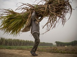 Cadangan Gula Nasional Capai 449 Ton, Harga di Petani Aman?