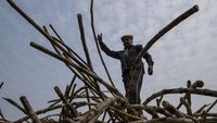 Geliat Kebun Tebu di Pedesaan Terpencil India
