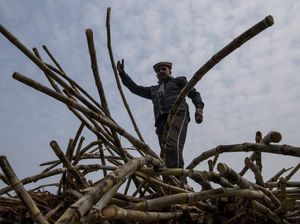 Geliat Kebun Tebu di Pedesaan Terpencil India